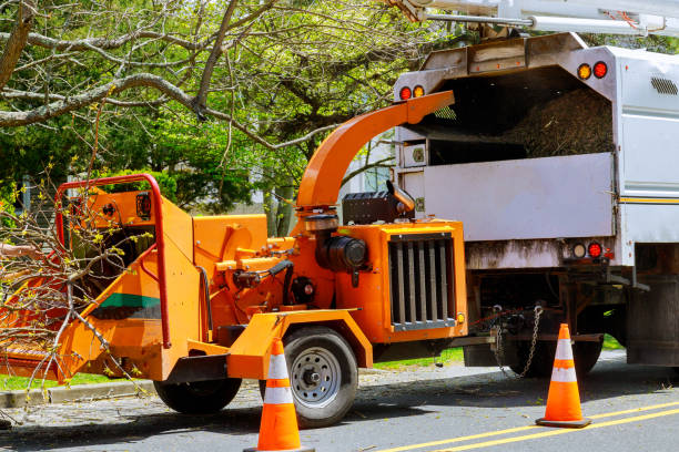  Sorgho, KY Tree Removal Pros